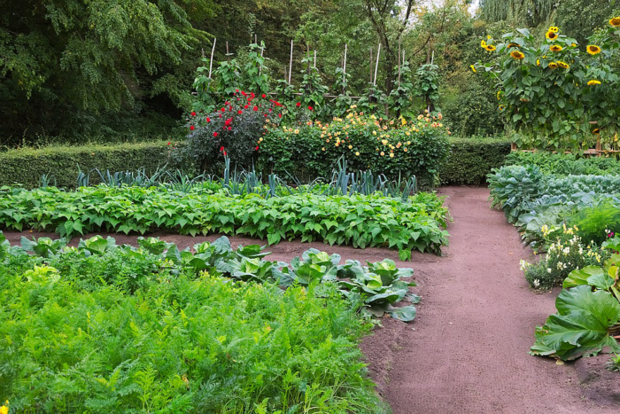 vegetable garden