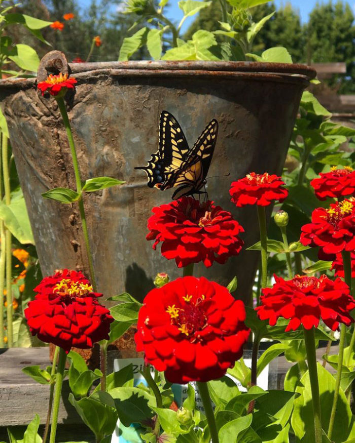 red zinnia