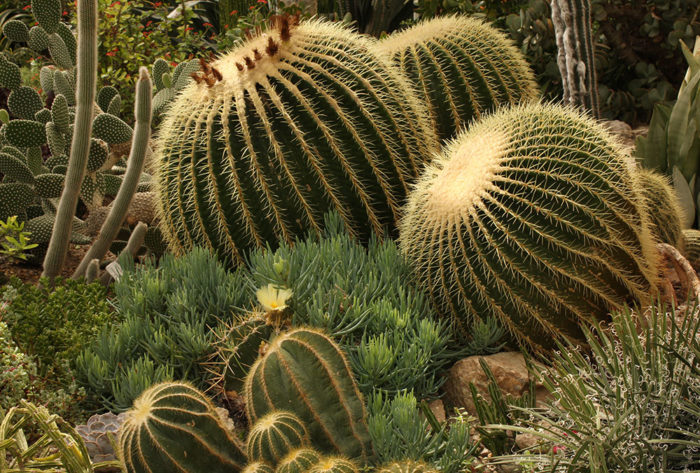 echinocactus grusonii