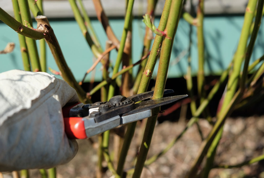 Pruning roses