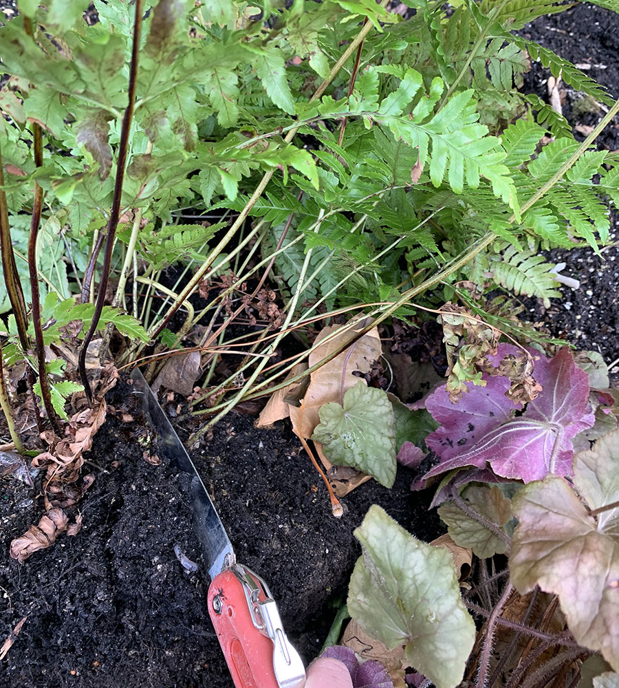 dividing perennials