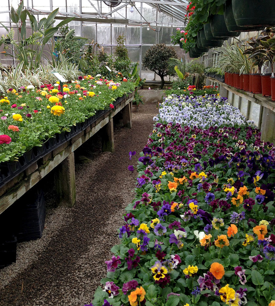 shopping for annuals and perennials