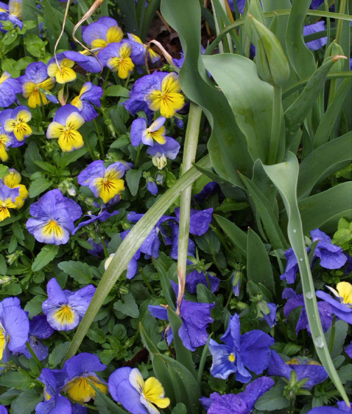 early spring annuals