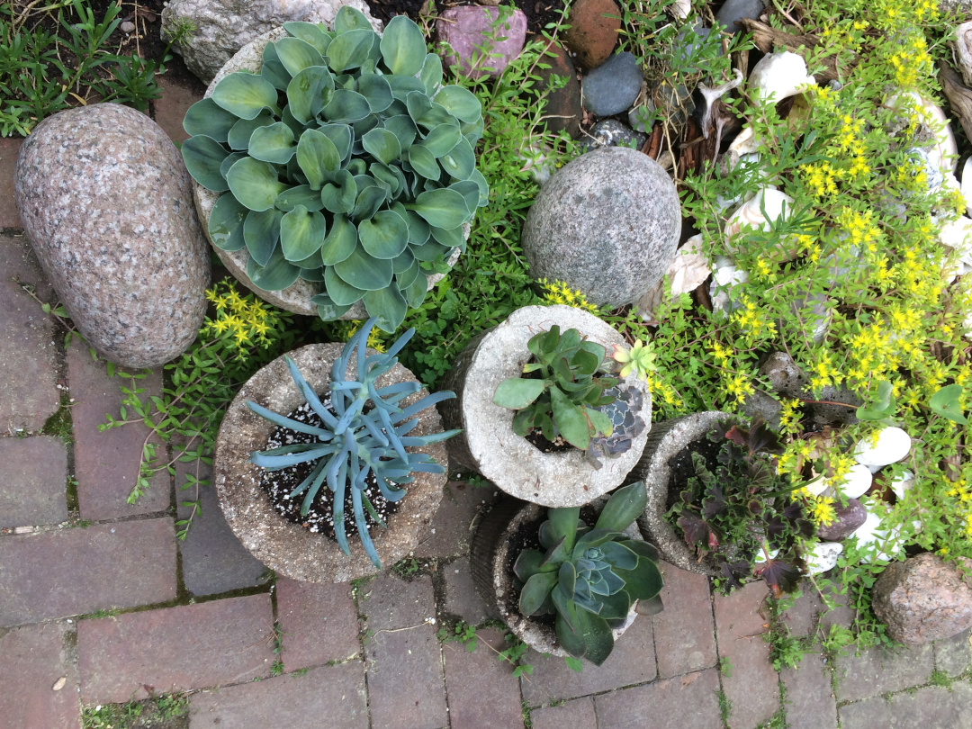 Succulents