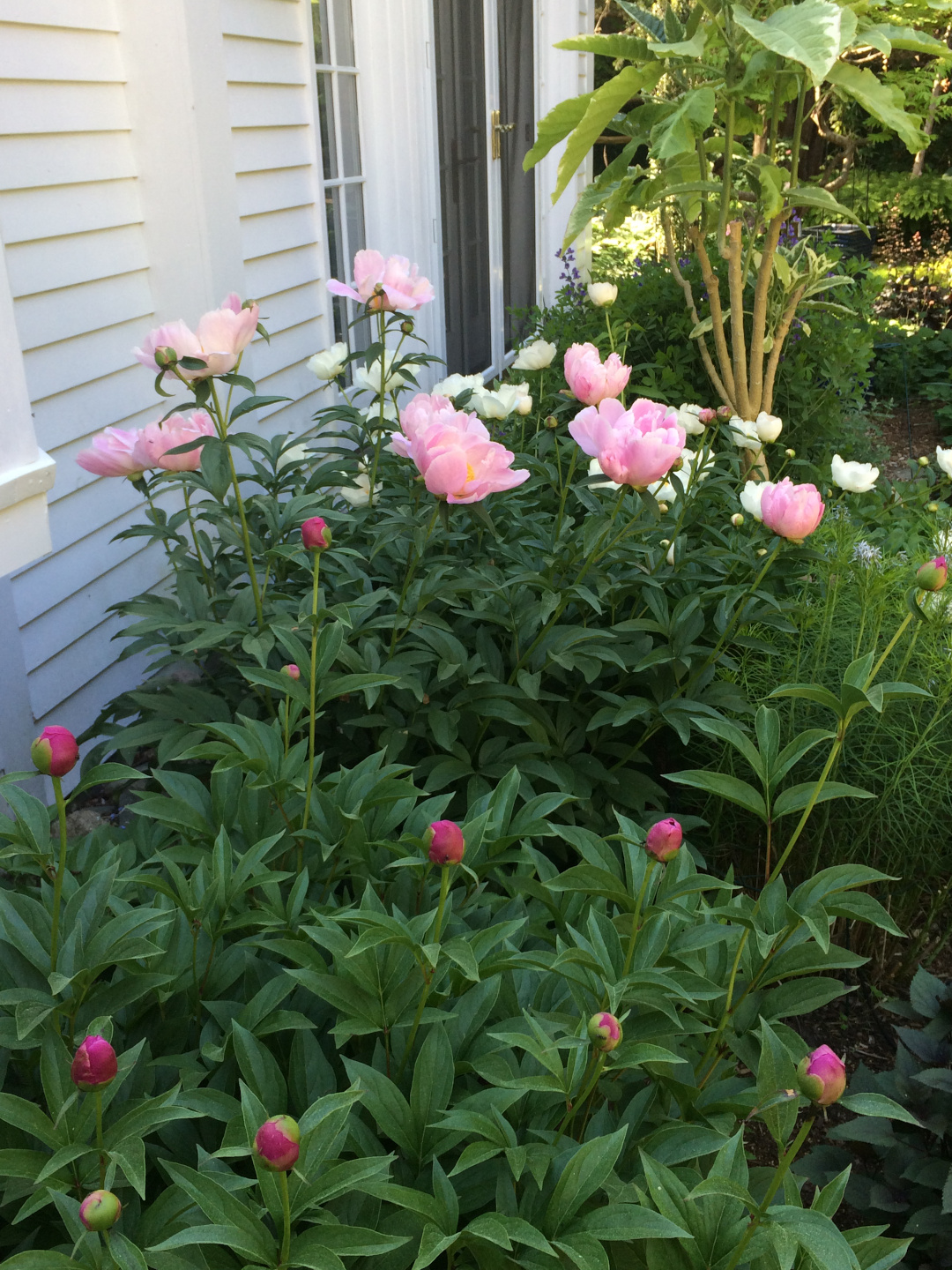 Peonies