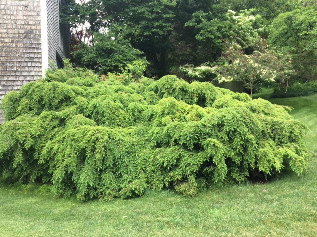 Sargent’s weeping hemlock