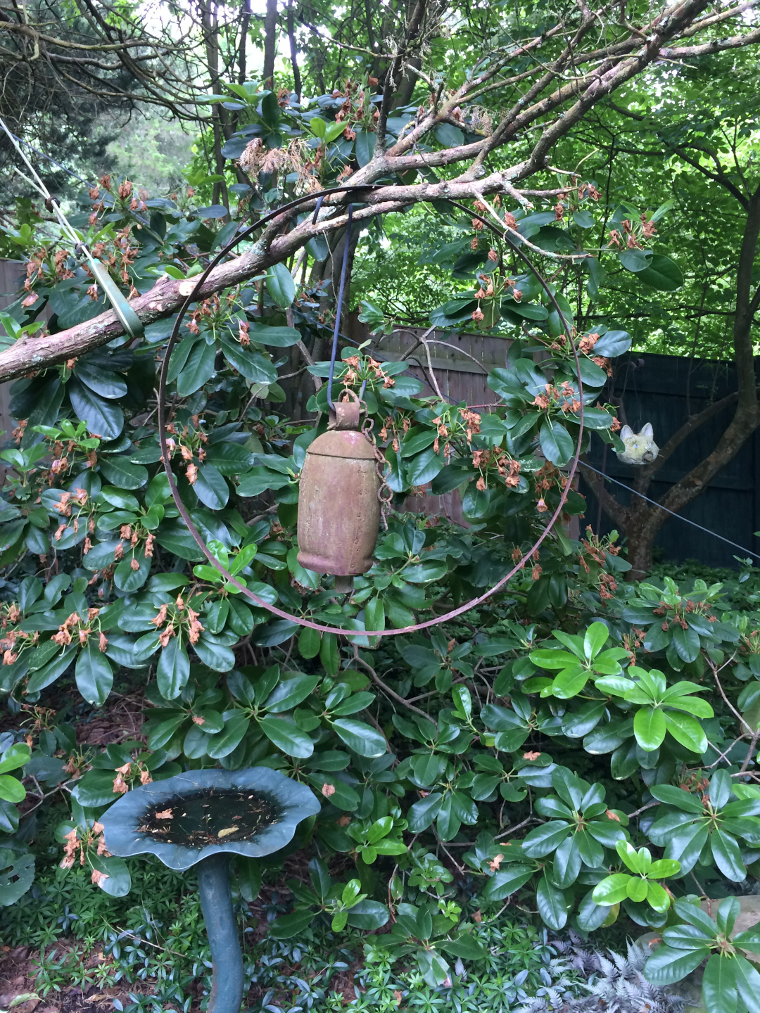 Rhododendron ‘Scintilation’