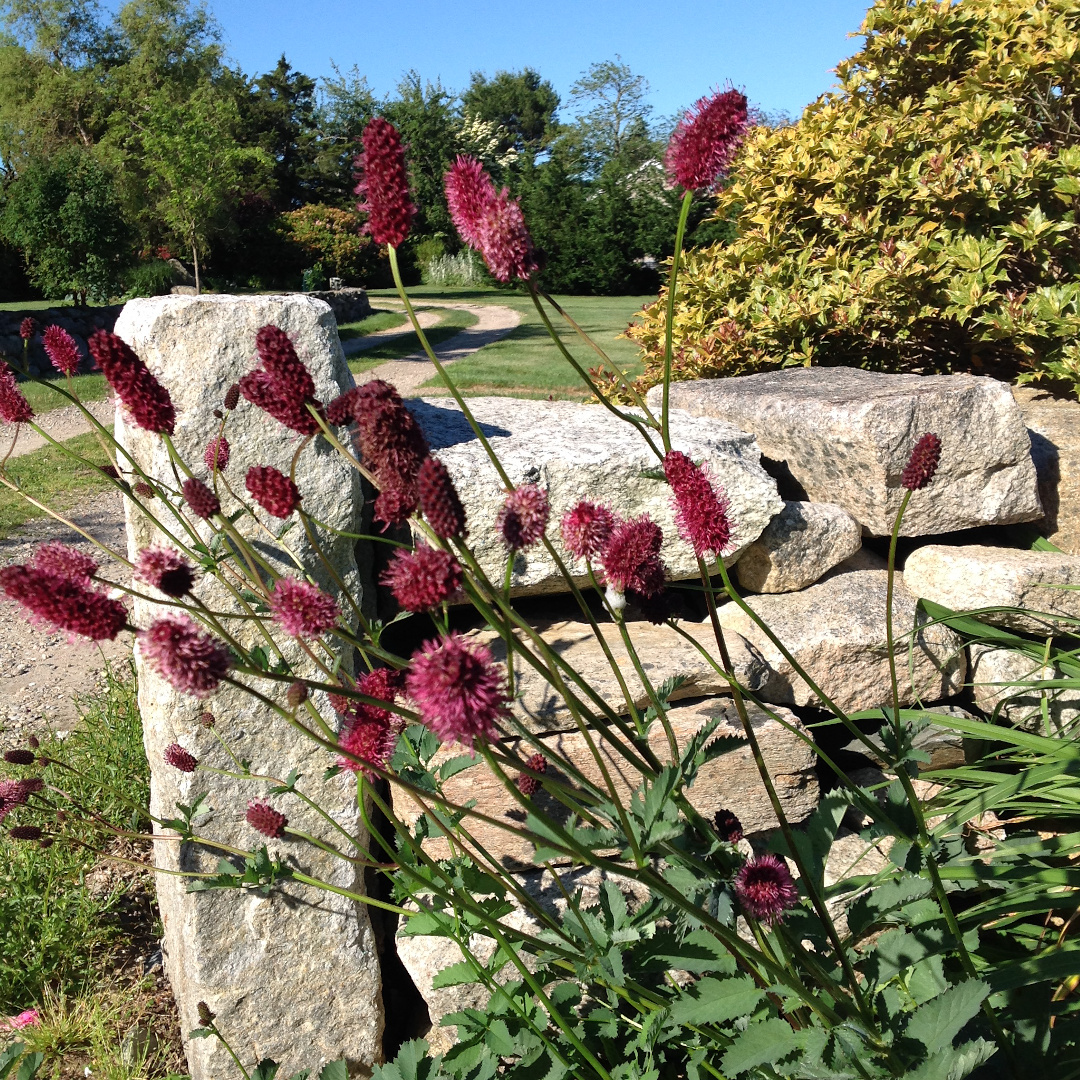 sanguisorba