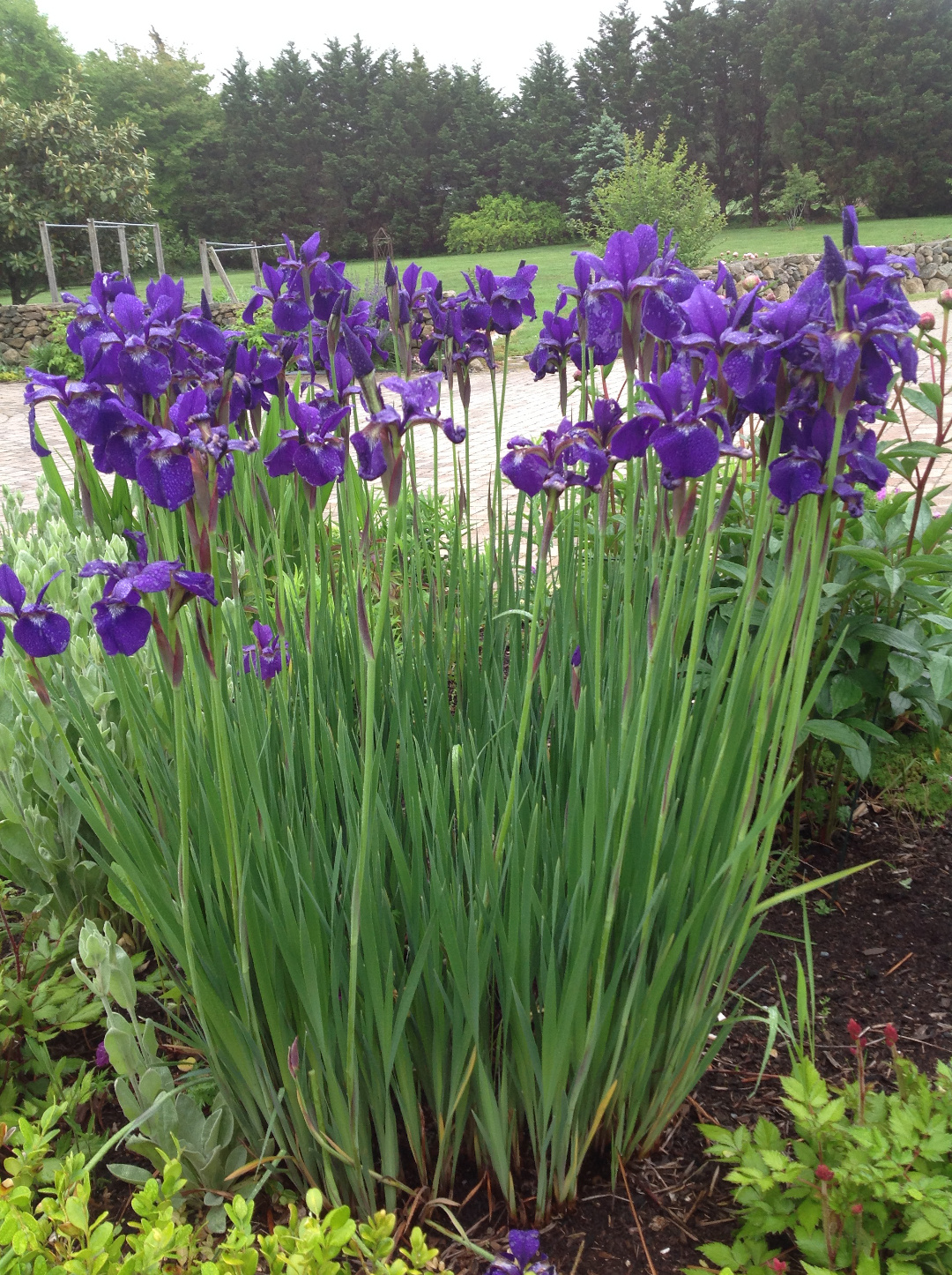 Siberian iris ‘Caesar’s Brother’