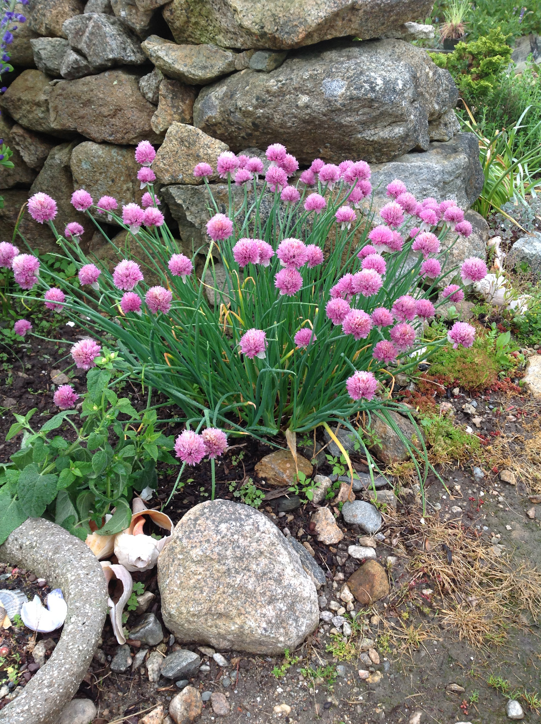 Allium schoenoprasum