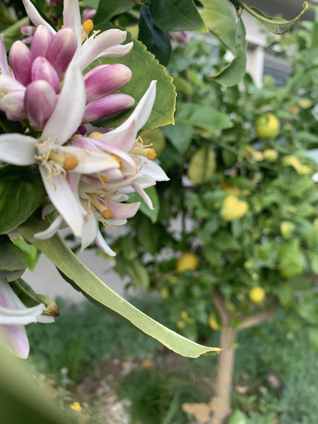 Meyer lemon bloom