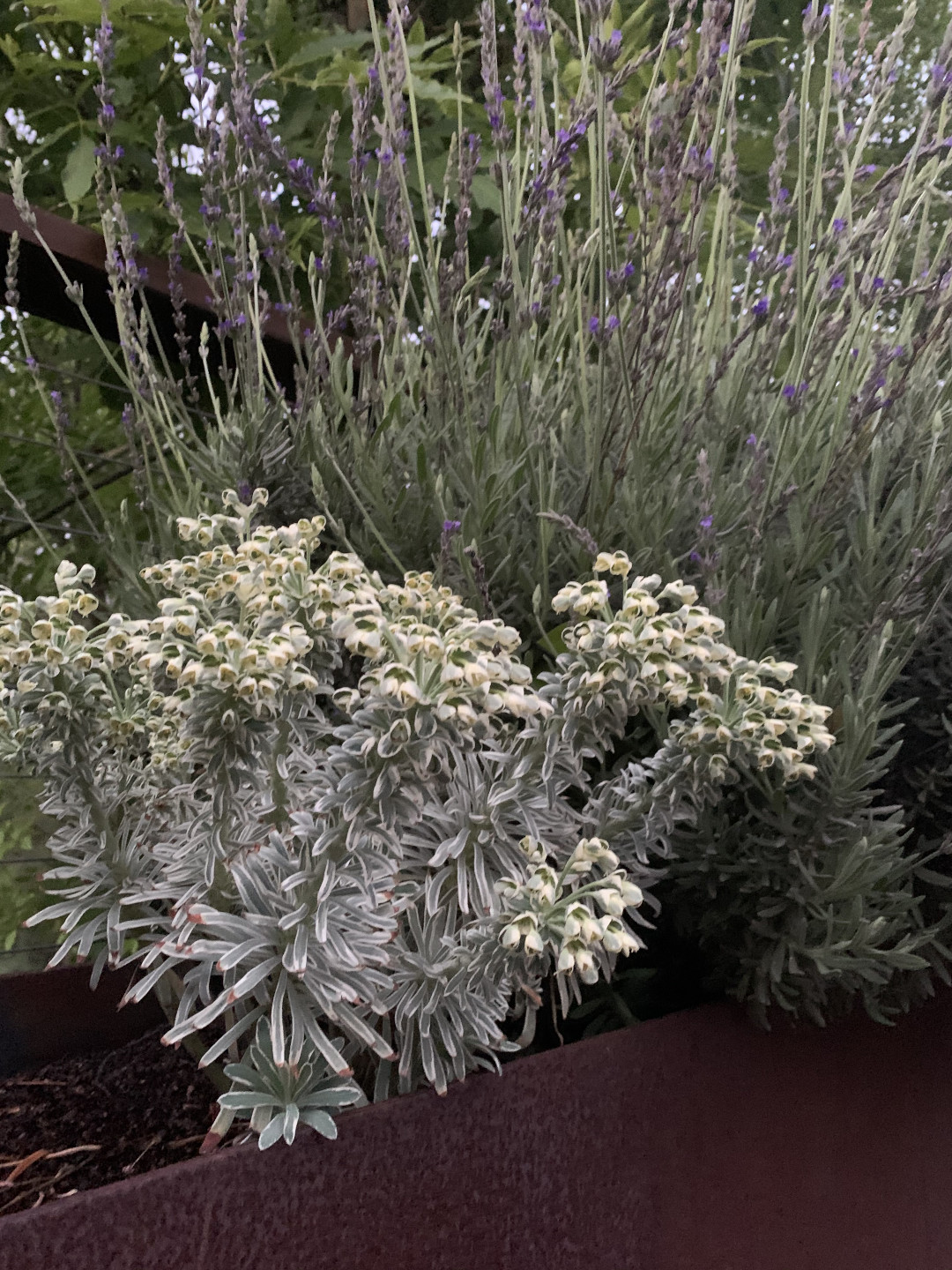 variegated euphorbia