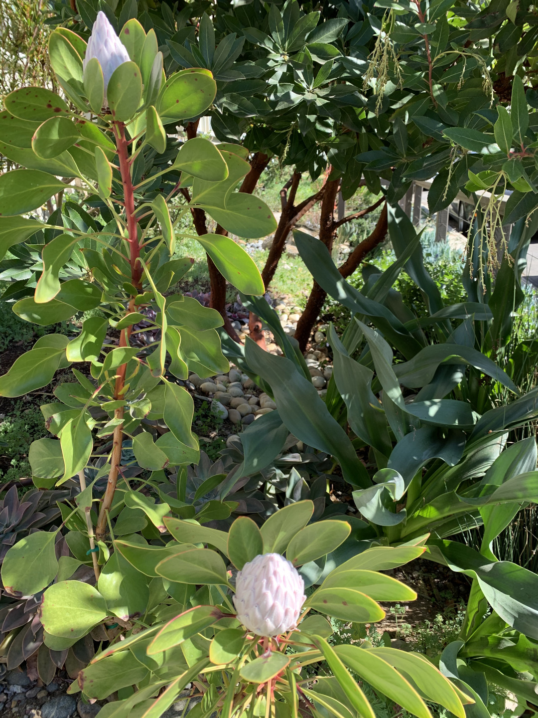 king protea flower buds