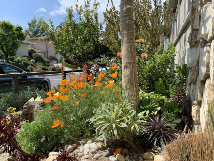 Drought-Tolerant Fencing Options for Dry Climates