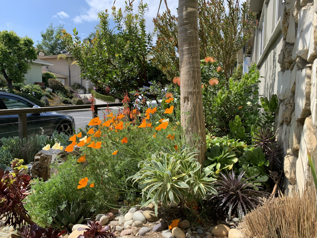 California poppies