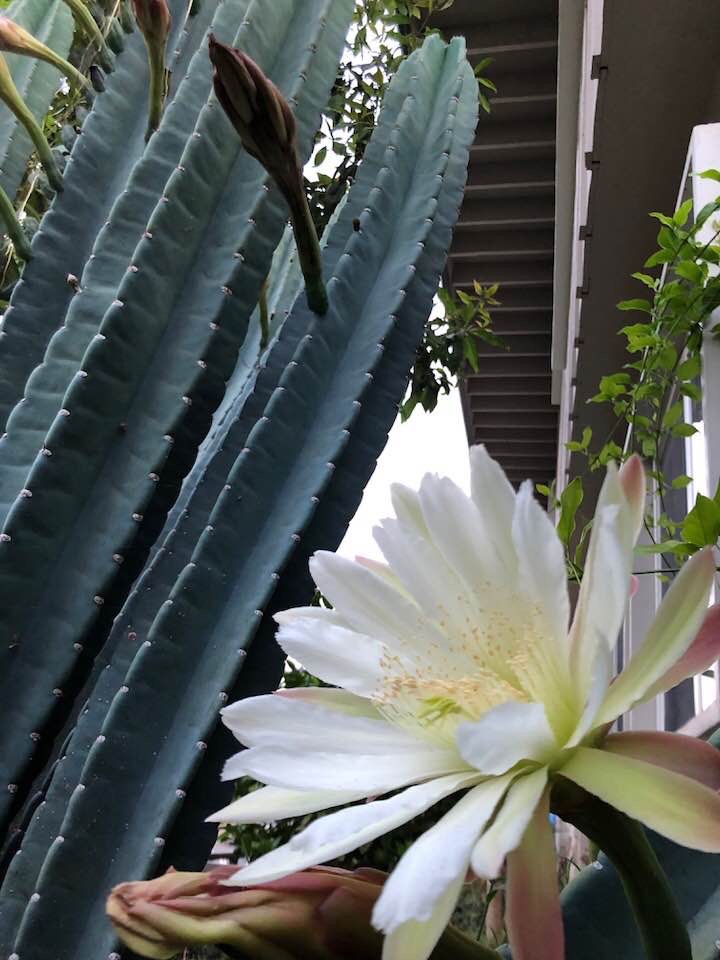 Cereus peruvianus flower