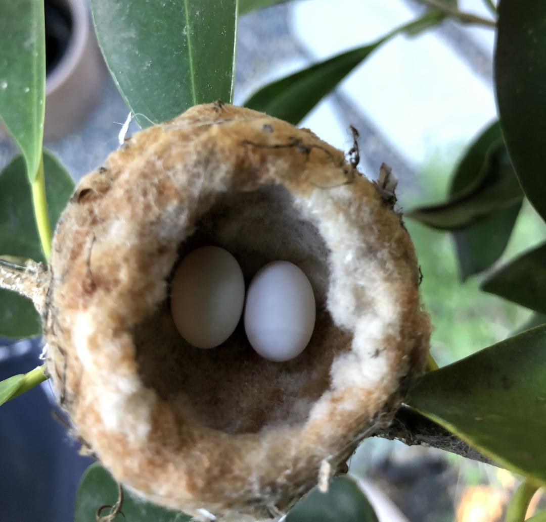 hummingbird nest