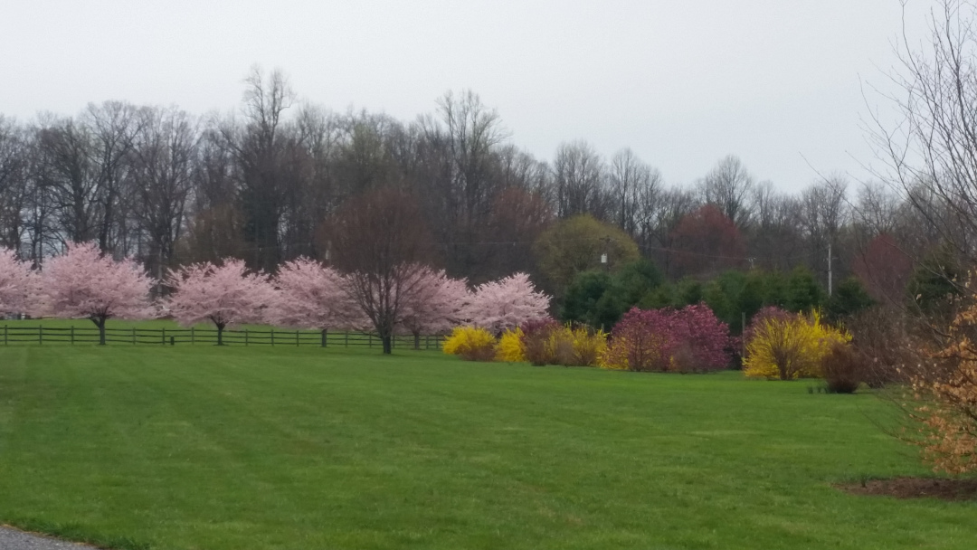 flowering cherries