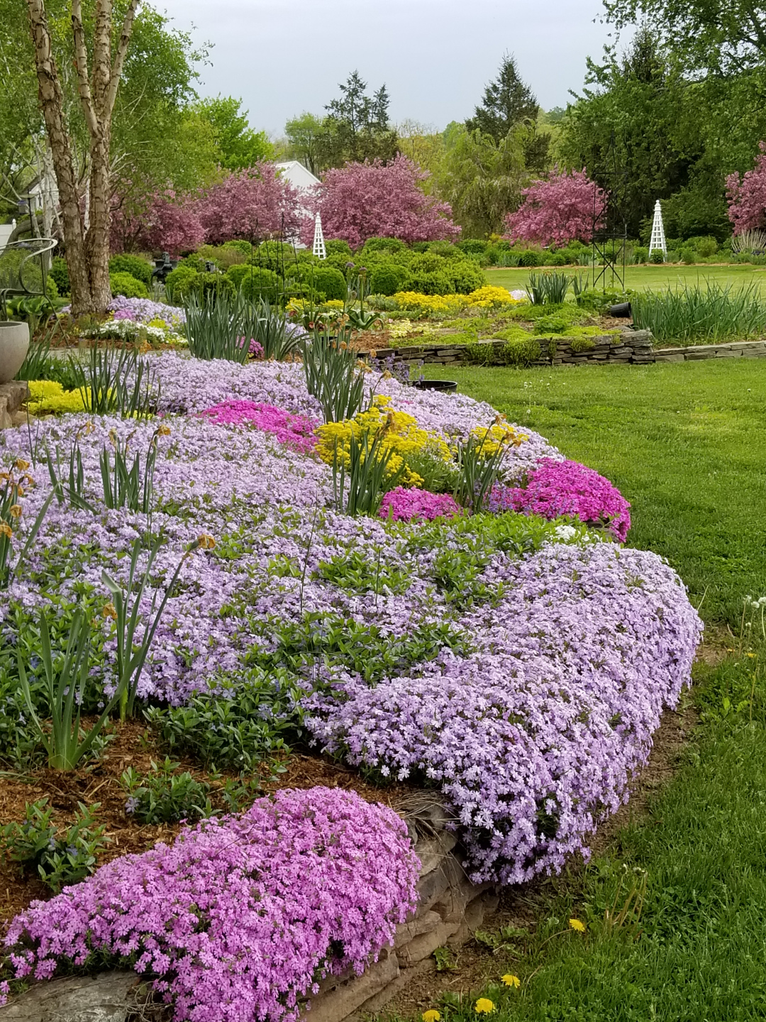 creeping phlox in a garden bed