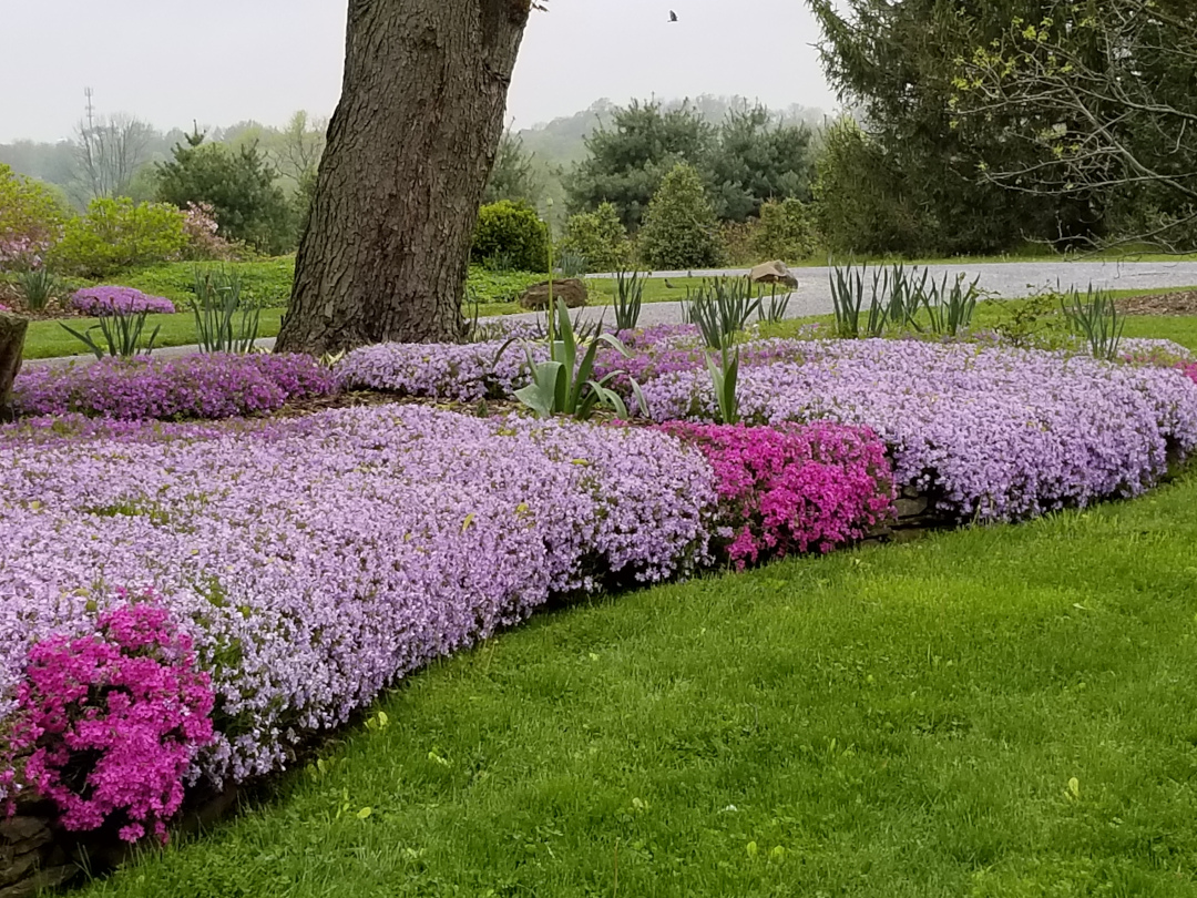 creeping phlox