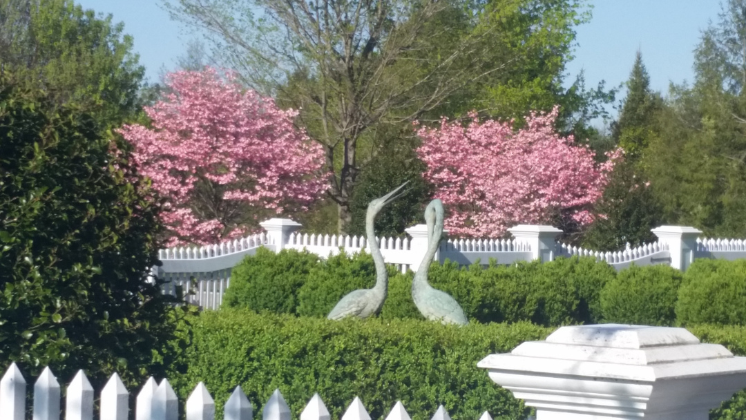 hedge of boxwood