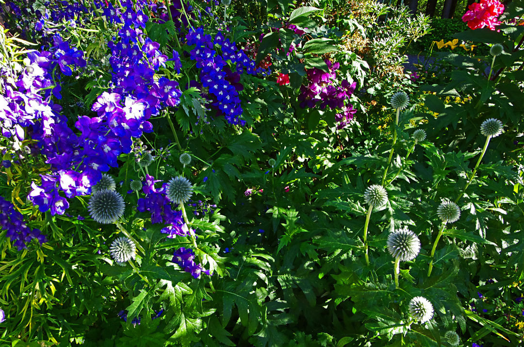 globe thistle