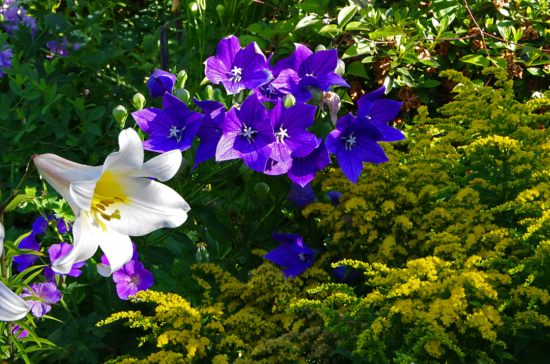 Balloon flower