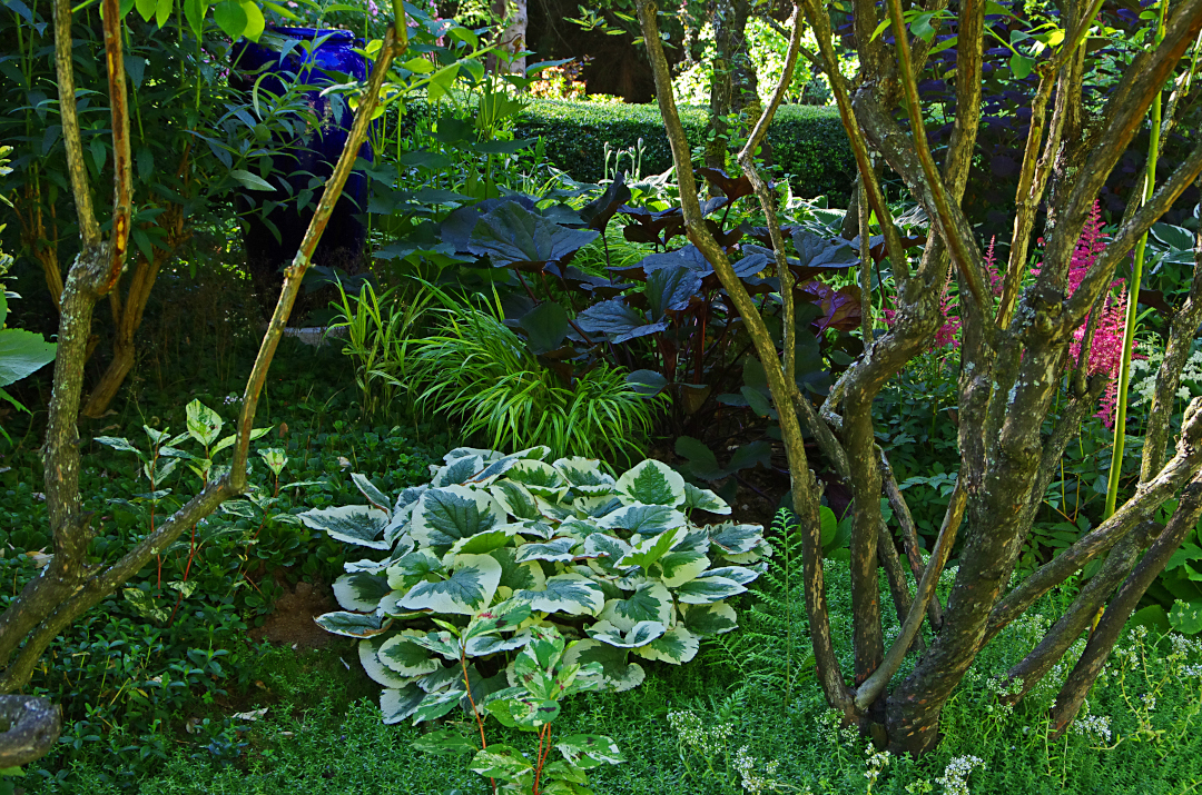 Variegated Siberian bugloss