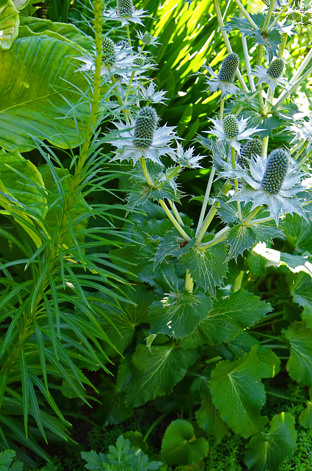 Eryngium giganteum