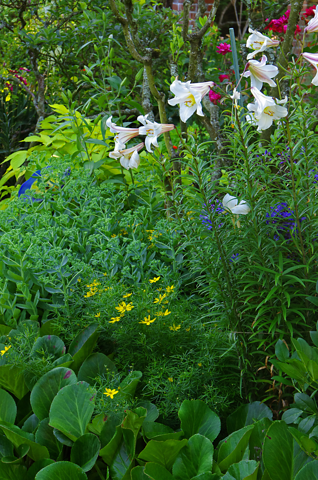 densely planted bed