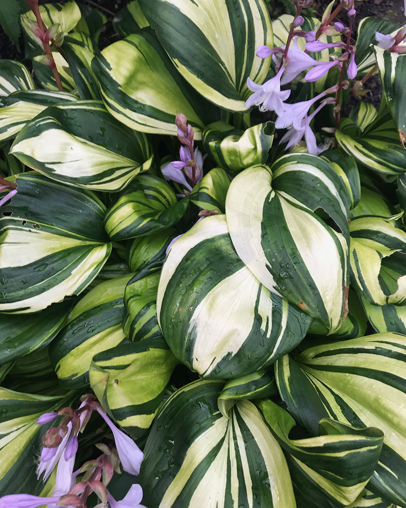 ‘Rainbow’s End’ hosta