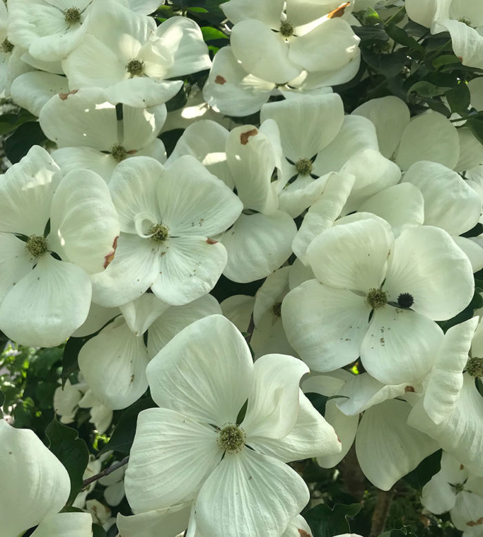 Venus dogwood