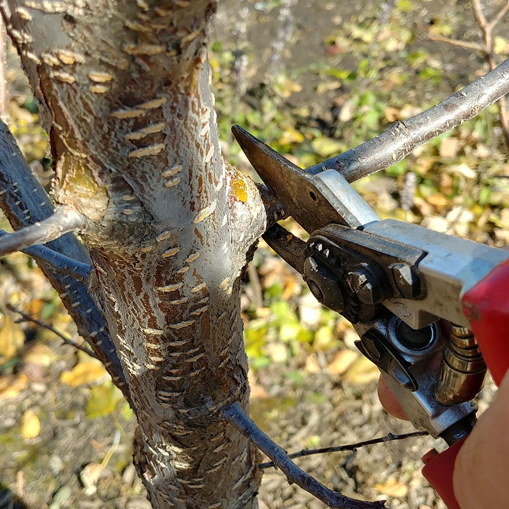 pruning spring-flowering trees