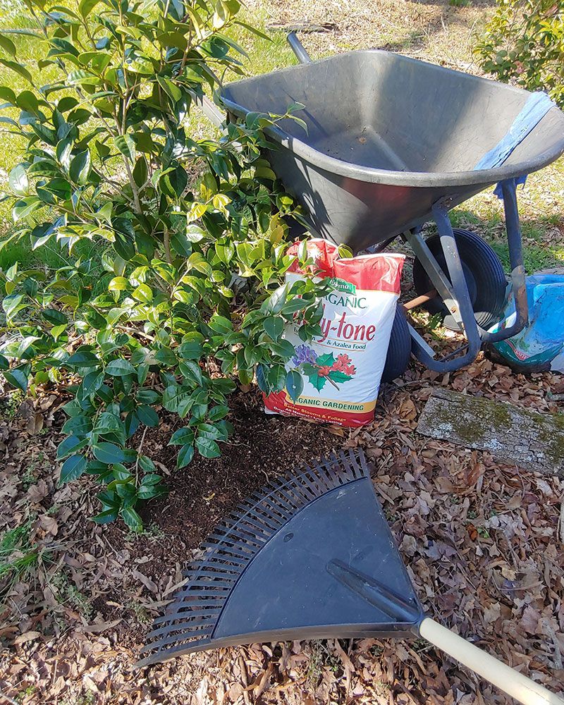 maintaining camellias