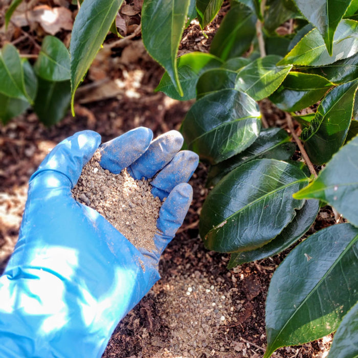 fertilizing camellias