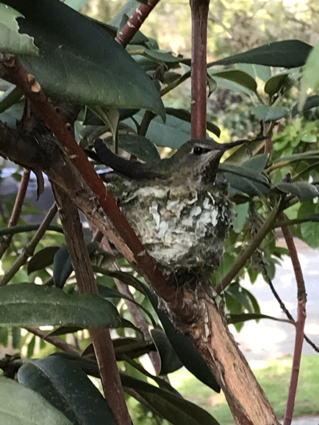 Anna’s hummingbird