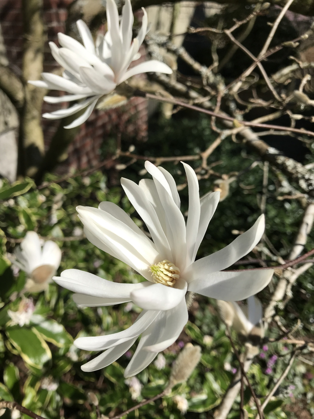 Star magnolia