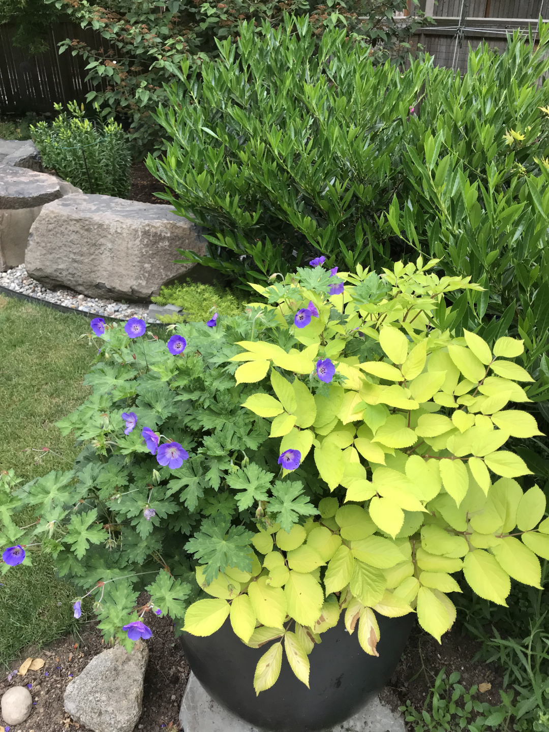 Aralia cordata ‘Sun King’