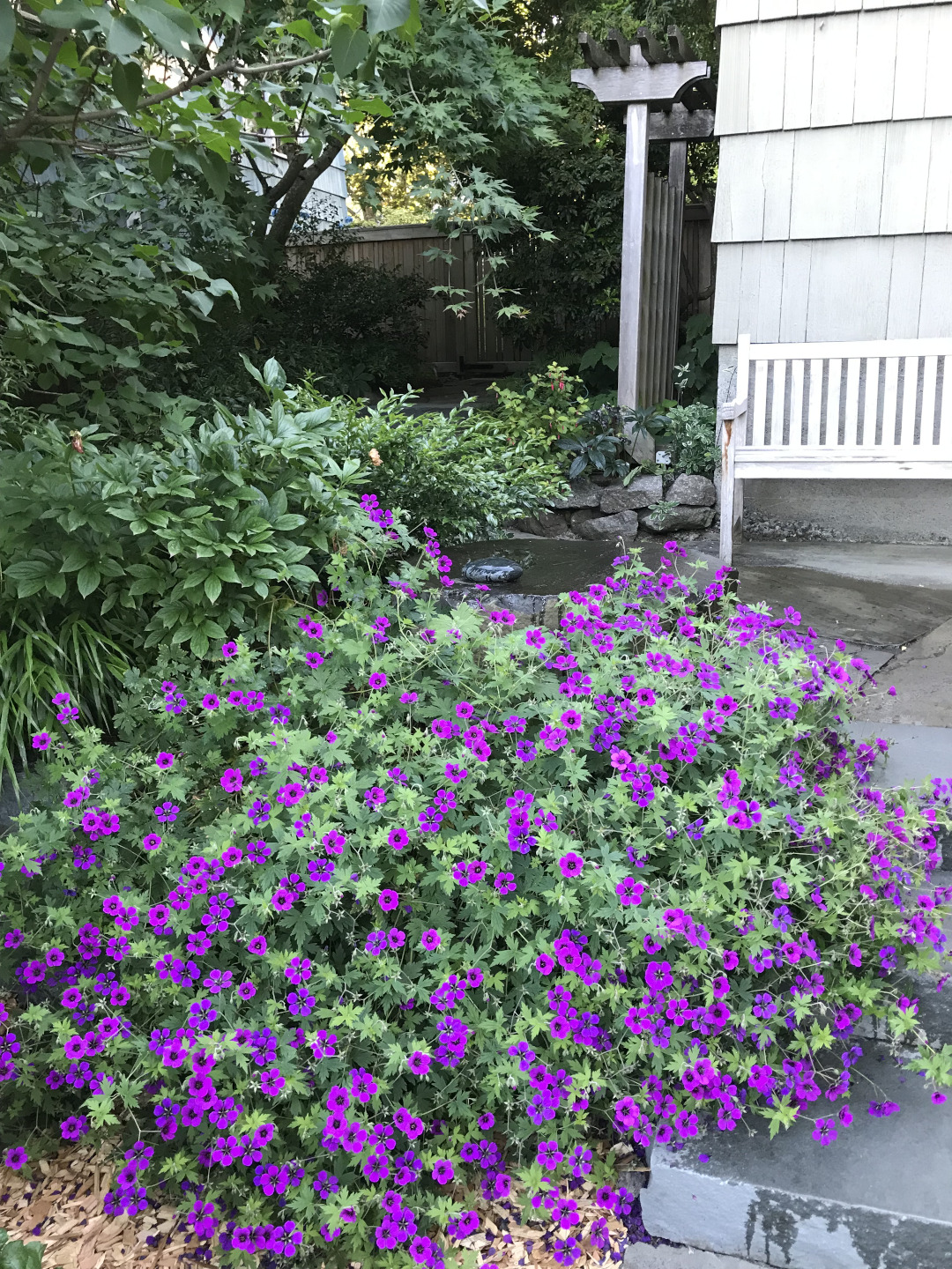 'Ann Folkard' geranium