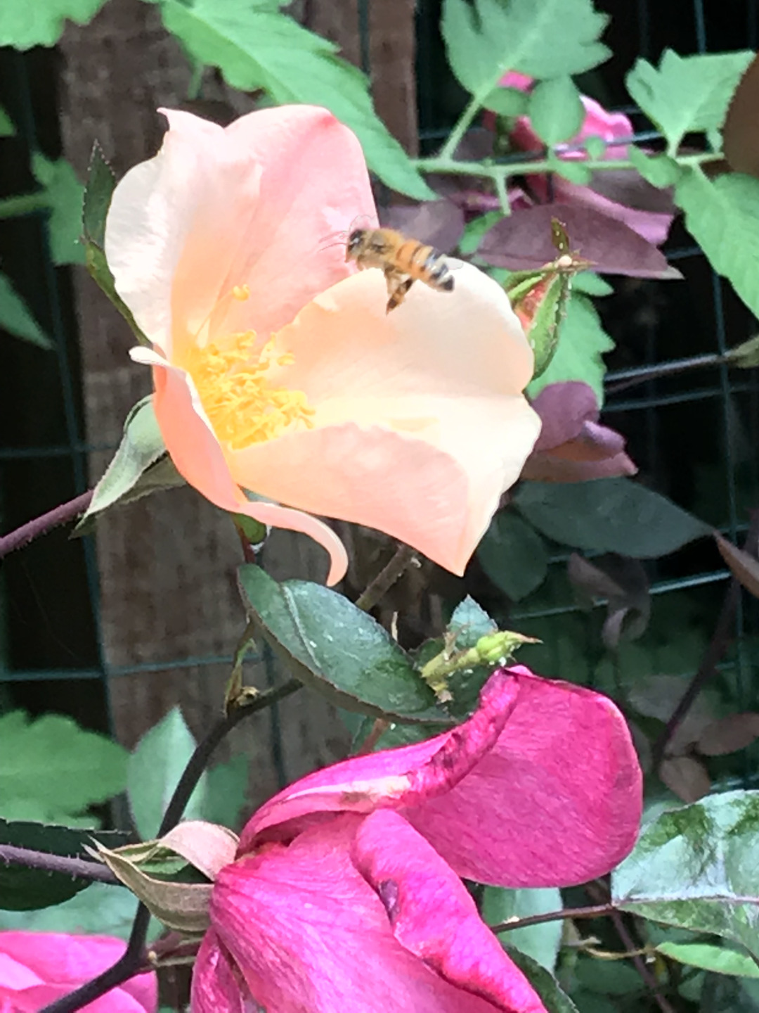 ‘Mutabilis’ rose