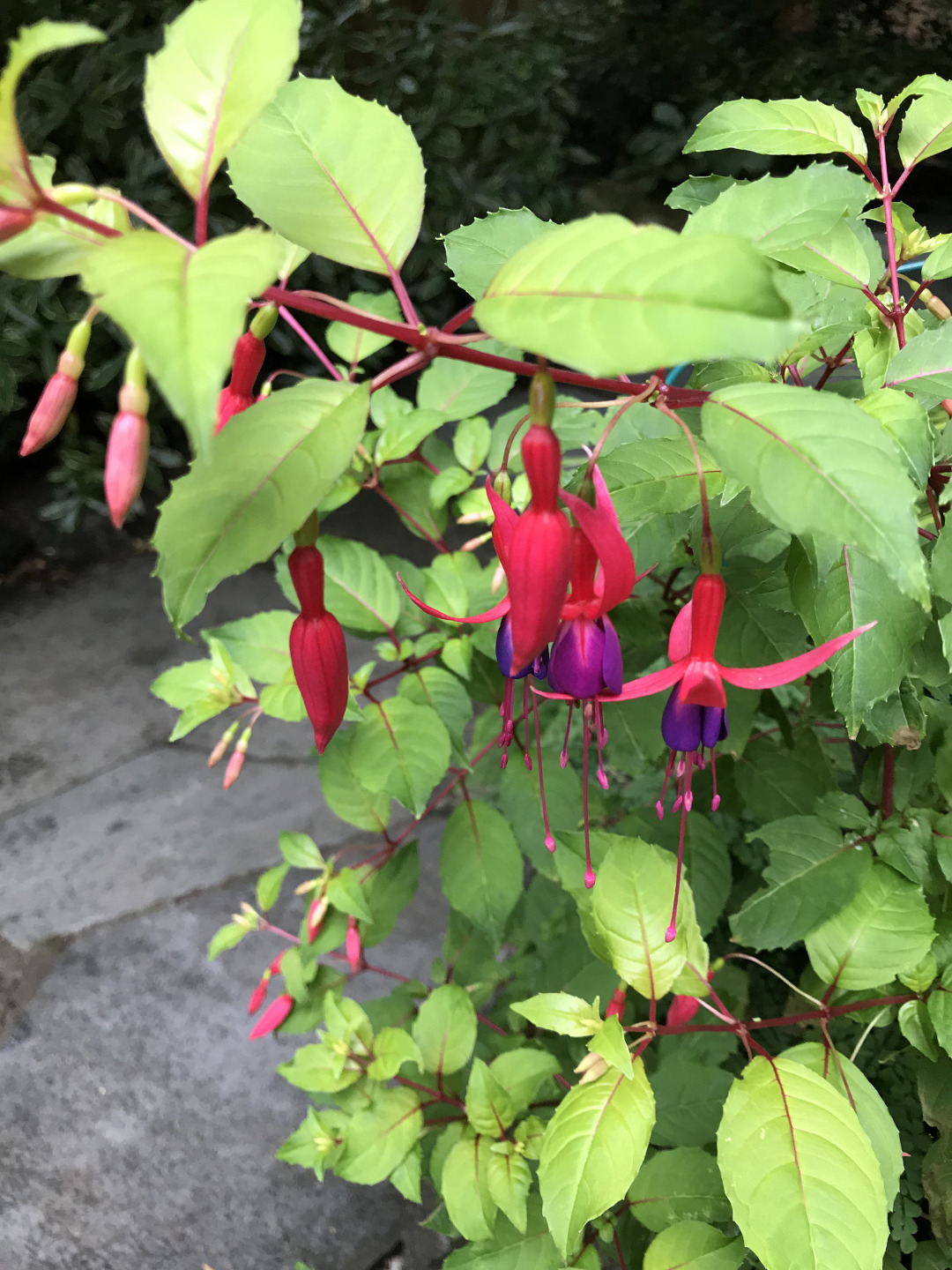 hardy fuchsia