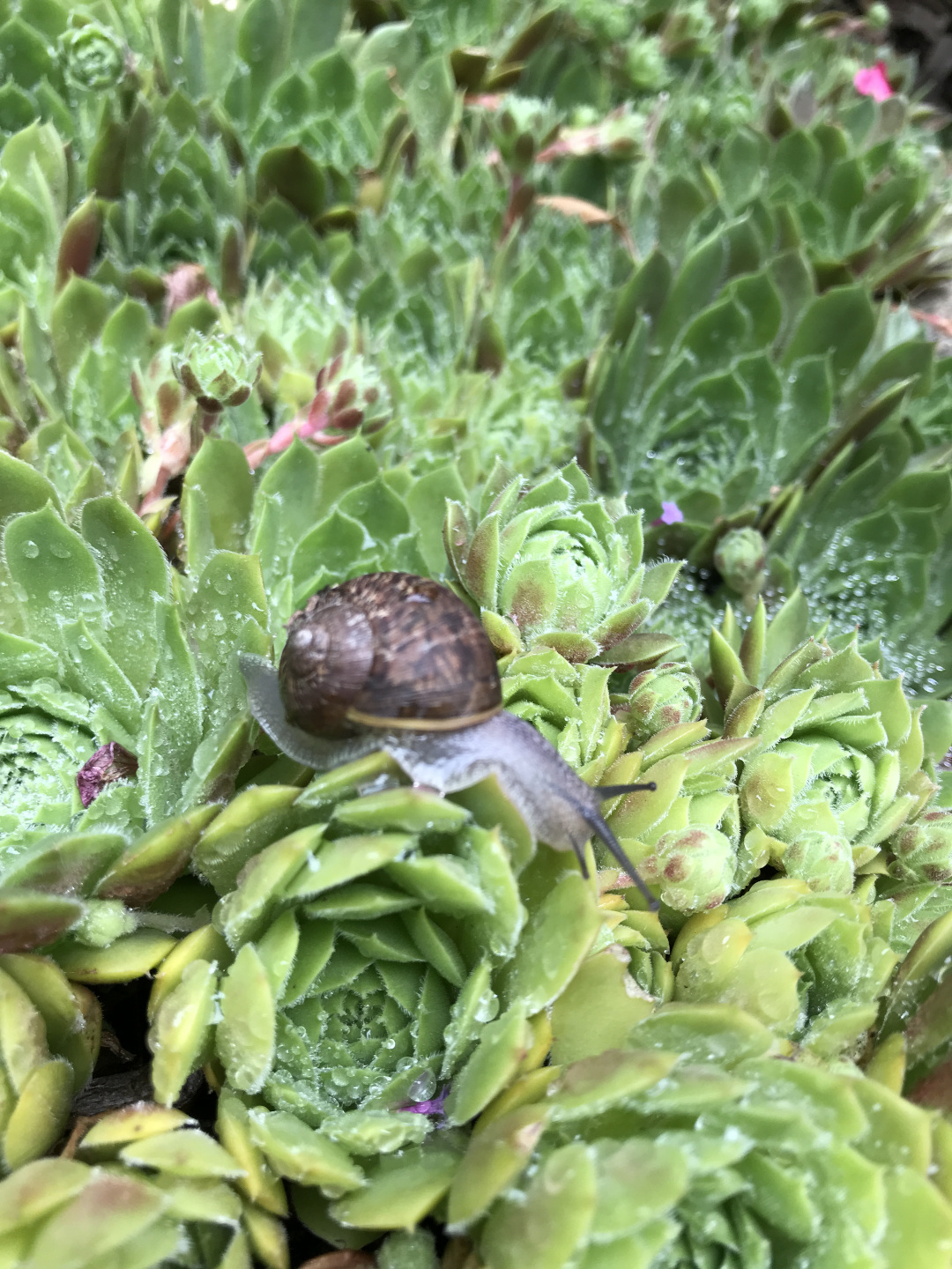 snail 