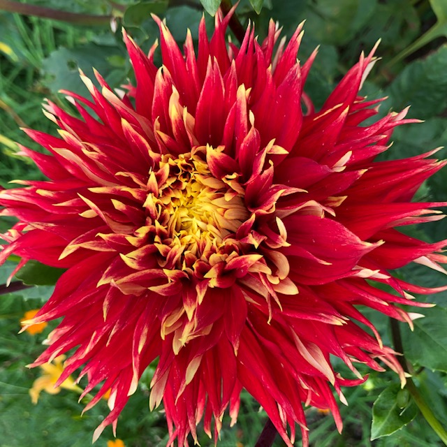 Dahlia