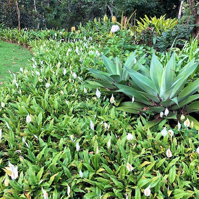 cast iron plant landscape