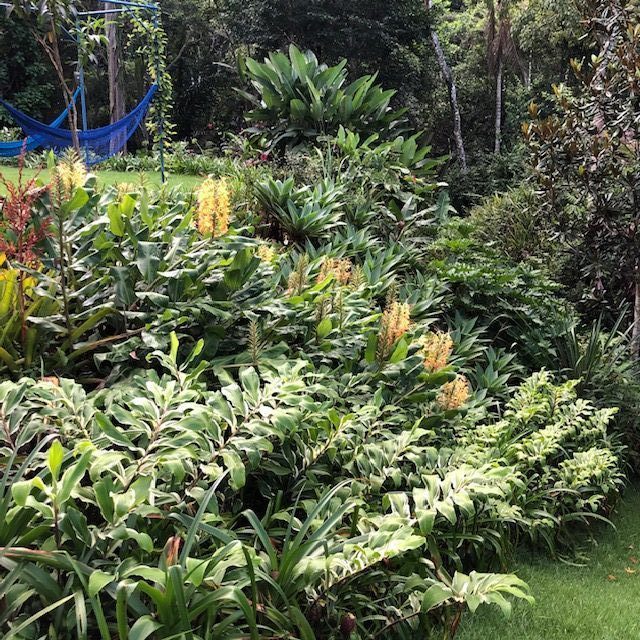 Orange hedychium