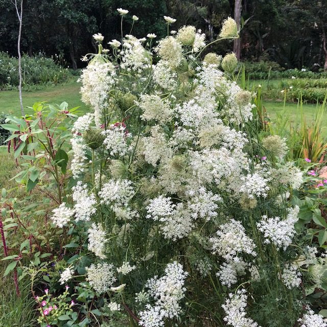 Queen Ann’s lace