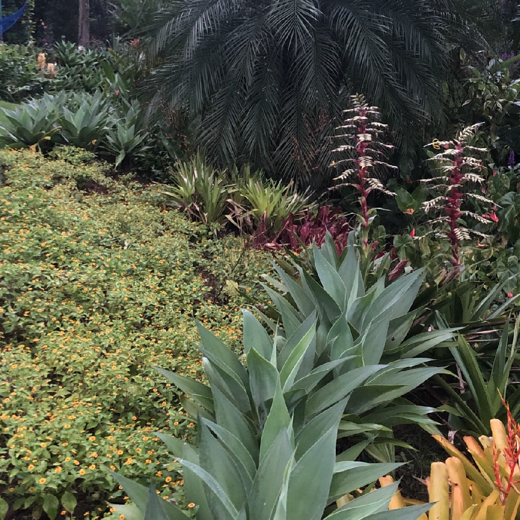 flowering bromeliads