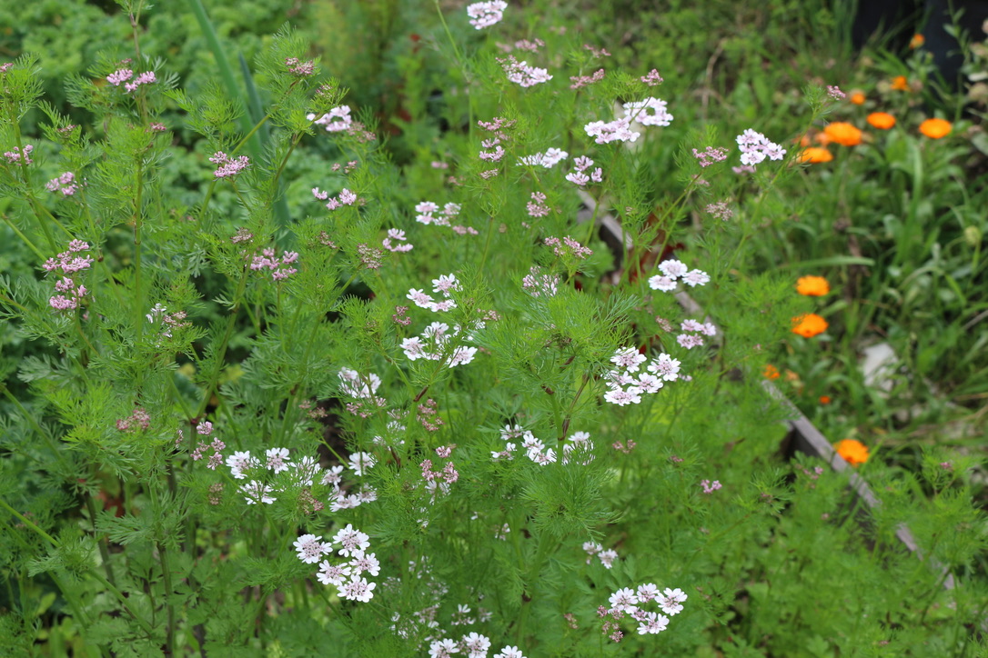 flowering vegetable garden