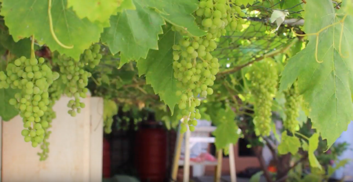 grape trellis