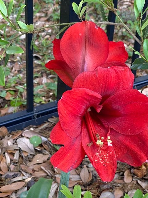 Amaryllis